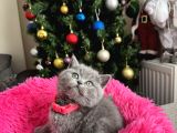 Safkan British Shorthair Yavrular