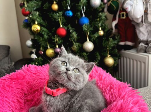 Safkan British Shorthair Yavrular görsel