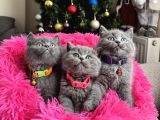 Safkan British Shorthair Yavrular
