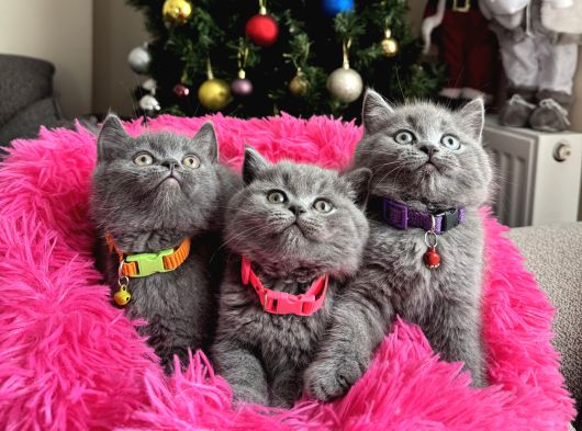 Safkan British Shorthair Yavrular