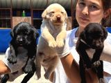 Labrador Yavurlarımız ruhsatlı çıftlıyımızden
