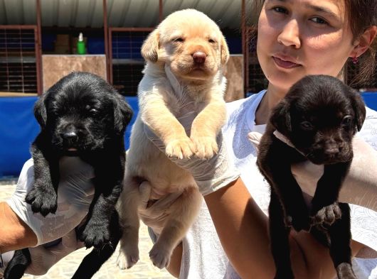 Labrador Yavurlarımız Ruhsatlı Çıftlıyımızden