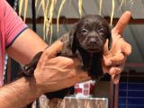 Labrador Yavurlarımız Ruhsatlı Çıftlıyımızden