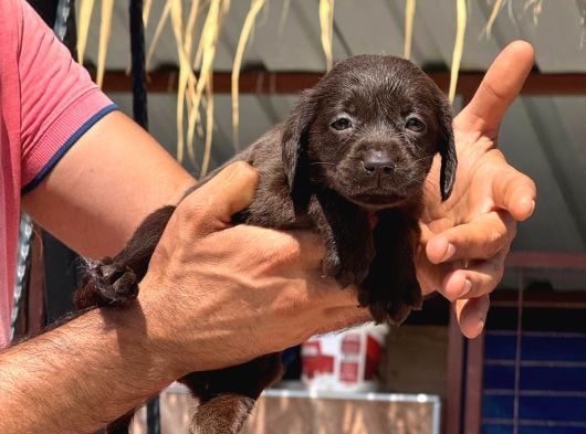 Labrador Yavurlarımız Ruhsatlı Çıftlıyımızden görsel