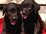 Labrador Yavurlarımız Ruhsatlı Çıftlıyımızden