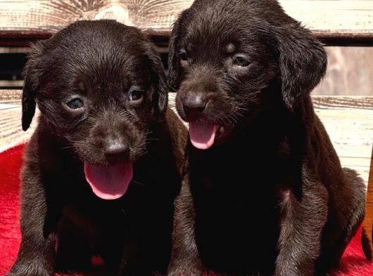 Labrador Yavurlarımız Ruhsatlı Çıftlıyımızden görsel