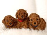 Safkan kakaolu Kardeşler Toy Poodle yavrularımız