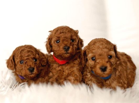 Safkan kakaolu Kardeşler Toy Poodle yavrularımız