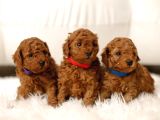 Safkan Kakaolu Kardeşler Toy Poodle Yavrularımız
