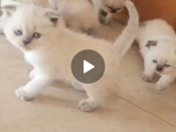 Tatlimi Tatli Bri̇ti̇sh Yavrularimiz Mavi̇ Göz