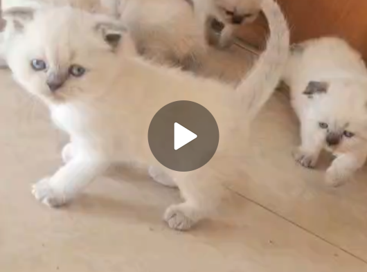 Tatlimi Tatli Bri̇ti̇sh Yavrularimiz Mavi̇ Göz görsel