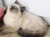 Shorthair Dişi Yavrular