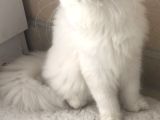 Longhair Yavrular