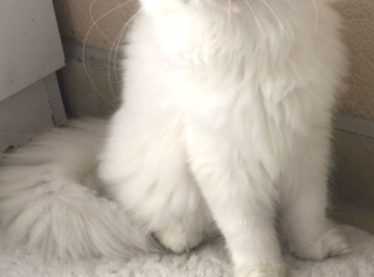 Longhair Yavrular görsel