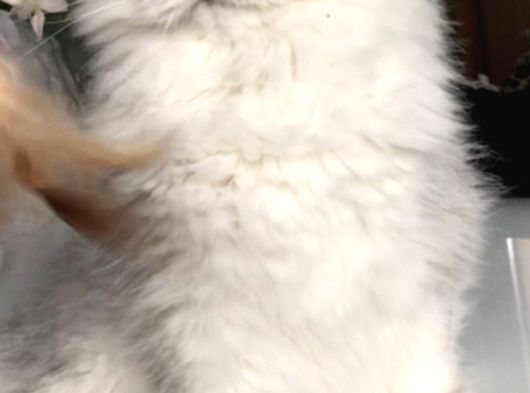 Longhair Yavrular görsel