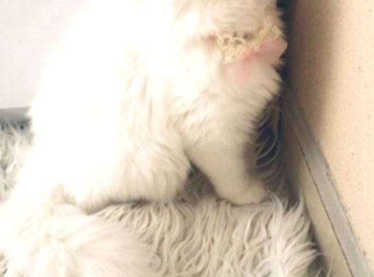 Longhair Yavrular görsel