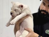 Dogo Argenti̇no Türki̇ye
