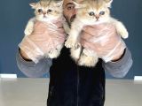 Kedi̇ci̇den Renk Renk British Shorthair Yavrulari Ankara