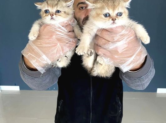 Kedi̇ci̇den Renk Renk British Shorthair Yavrulari Ankara görsel
