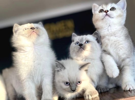 Kedi̇ci̇den Renk Renk British Shorthair Yavrulari Ankara görsel