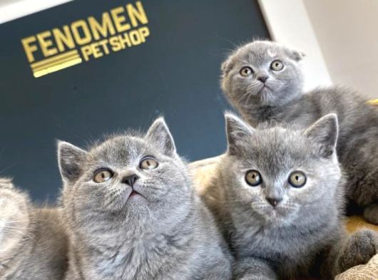 Kedi̇ci̇den Renk Renk British Shorthair Yavrulari Ankara görsel