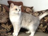 Etkileyici Güzellikteki Dişi Ay11 Tatlı Kedim