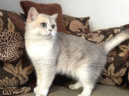 Etkileyici Güzellikteki Dişi Ay11 Tatlı Kedim görsel