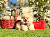 Pomeranian Boo Ayi Surat En Mini Yavrularımız