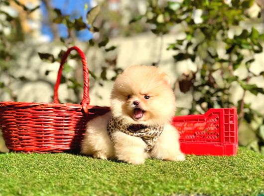 Pomeranian Boo Ayi Surat En Mini Yavrularımız görsel