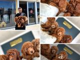 Renk Renk Orji̇nal Toy Poodle Yavrularimiz Güncel Ankara