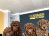 RENK RENK ORJİNAL TOY POODLE YAVRULARIMIZ GÜNCEL ANKARA