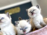 Kedi̇ci̇den Renk Renk British Shorthair Yavrulari Ankara