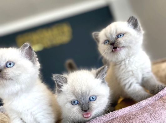 Kedi̇ci̇den Renk Renk British Shorthair Yavrulari Ankara görsel