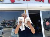 Kedi̇ci̇den Renk Renk British Shorthair Yavrulari Ankara