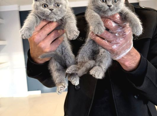 Kedi̇ci̇den Renk Renk British Shorthair Yavrulari Ankara görsel
