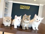Kedi̇ci̇den Renk Renk British Shorthair Yavrulari Ankara