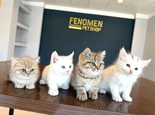 Kedi̇ci̇den Renk Renk British Shorthair Yavrulari Ankara görsel