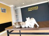 Kedi̇ci̇den Renk Renk British Shorthair Yavrulari Ankara