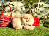 Pomeranian Boo Ayi Surat En Mini Yavrularımız