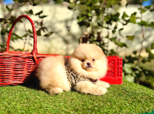 Pomeranian Boo Ayi Surat En Mini Yavrularımız