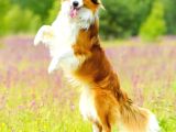 Kızıl Kahve Enfes Border Collie Yavruları