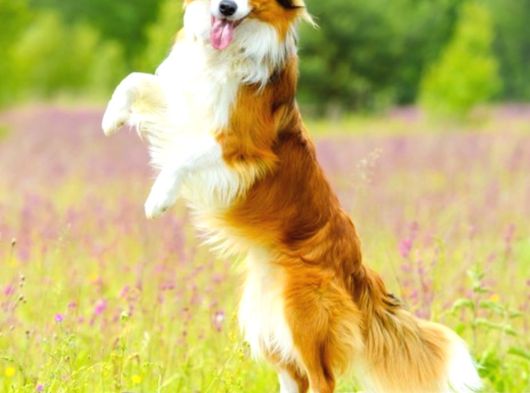 Kızıl Kahve Enfes Border Collie Yavruları görsel