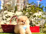 Pomeranian Boo Ayi Surat En Mini Yavrularımız