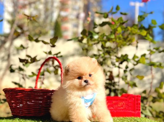 Pomeranian Boo Ayi Surat En Mini Yavrularımız görsel