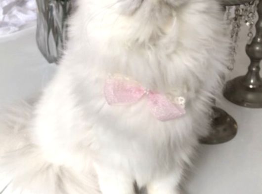 Longhair Yavrular