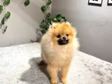 Pomeranıan Boo Adana Cevresi Irk Garantili