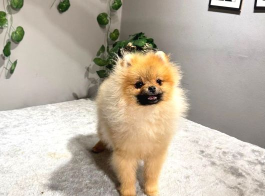 Pomeranıan Boo Adana Cevresi Irk Garantili görsel