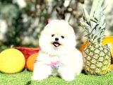Orjinal Ayıcık Yüz Pomeranian Boo Yavrular