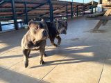 American Bully yetişkin dişi erkek