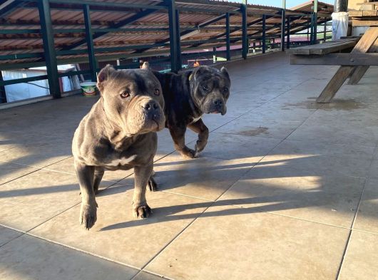 American Bully Yetişkin Dişi Erkek